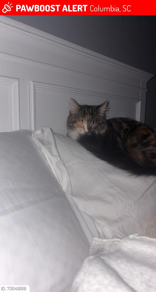 Lost Female Cat last seen Deerpath ct , stagbriar ct, Columbia, SC 29229