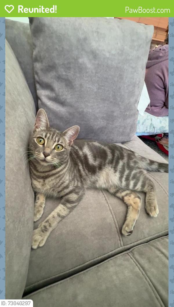 Reunited Female Cat last seen North Richmond, Richmond, CA 94801