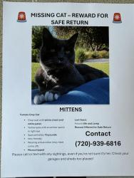 Lost Female Cat last seen 8th and heights drive, Boise, ID 83702