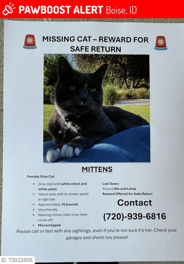 Lost Female Cat last seen 8th and heights drive, Boise, ID 83702