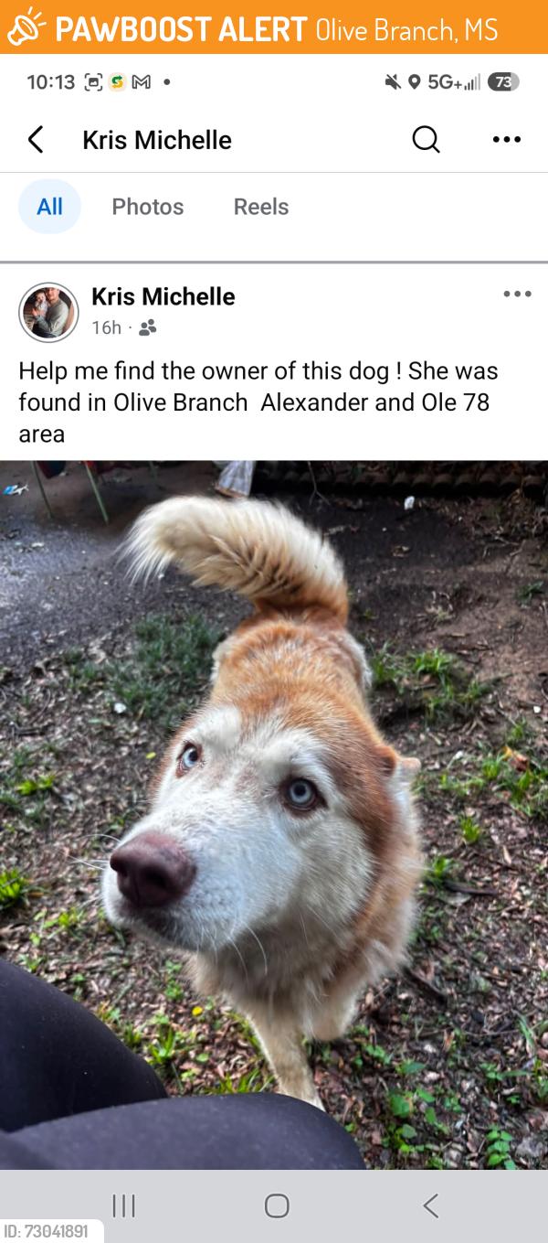 Found/Stray Unknown Dog last seen Alexander and Stateline rd, Olive Branch, MS 38654