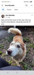 Found/Stray Unknown Dog last seen Alexander and Stateline rd, Olive Branch, MS 38654