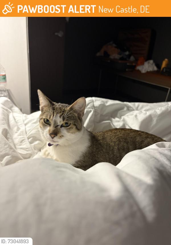 Found/Stray Male Cat last seen Starbucks , New Castle, DE 19720