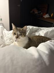 Found/Stray Male Cat last seen Starbucks , New Castle, DE 19720