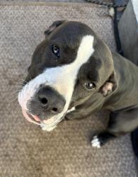 Reunited Female Dog last seen Near Monroe st, Hollywood, FL 33020
