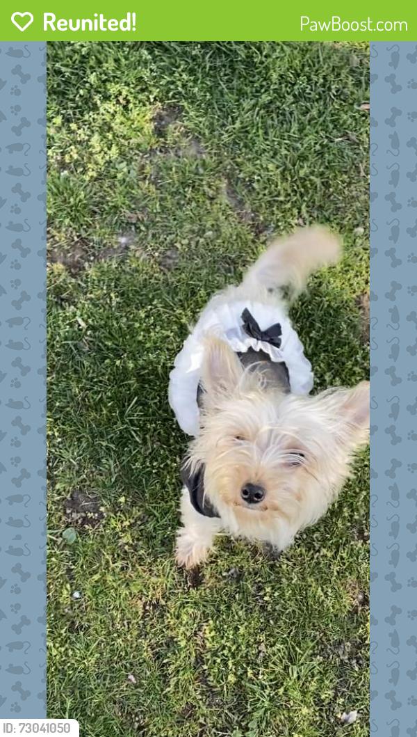 Reunited Female Dog last seen Brookside, Baldwin, NY 11510