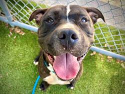 Shelter Stray Male Dog last seen , 2769 Conroy Rd, Orlando, FL 32839, USA