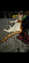 Lost Male Cat last seen Munich Street Harrisburg, Harrisburg, PA 17102