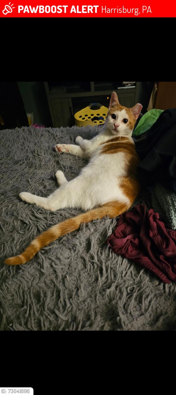 Lost Male Cat last seen Munich Street Harrisburg, Harrisburg, PA 17102