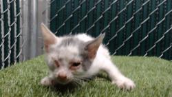 Shelter Stray Female Cat last seen , 11258 Garfield Ave, Downey, CA 90242, USA