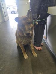 Shelter Stray Male Dog last seen , 1850 W 60th St, Los Angeles, CA 90047, USA