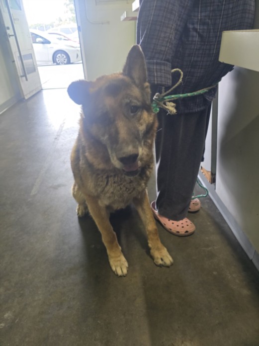 Shelter Stray Male Dog last seen , 1850 W 60th St, Los Angeles, CA 90047, USA