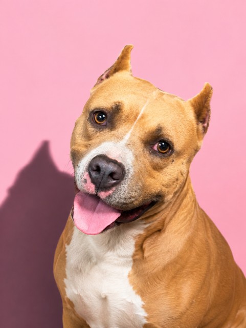 Shelter Stray Male Dog last seen Near BLOCK W 5TH, 2020 Forest St, Jacksonville, FL 32204, USA