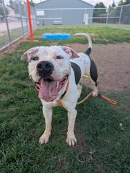 Shelter Stray Male Dog last seen ALLEY BEHIND 4031 S 3RD ST, 3528 Newburg Rd, Louisville, KY 40218, USA