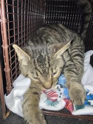 Shelter Stray Male Cat last seen Near BLK N. PARAMOUNT BLVD. LONG BEACH CA 90805, 7700 E Spring St, Long Beach, CA 90815, USA