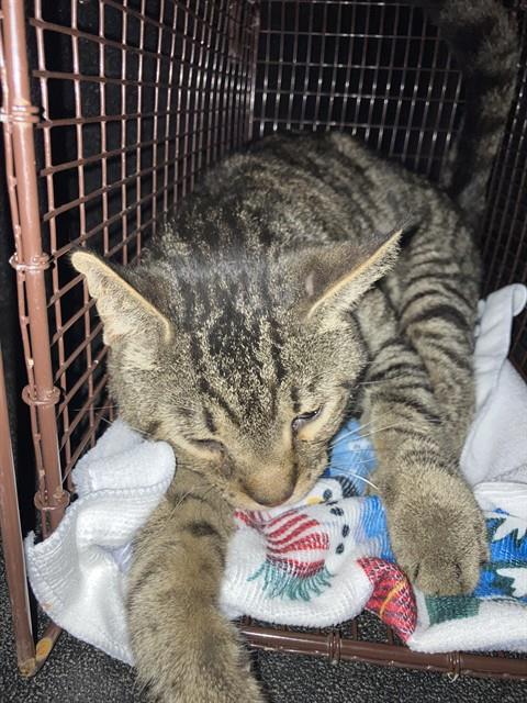 Shelter Stray Male Cat last seen Near BLK N. PARAMOUNT BLVD. LONG BEACH CA 90805, 7700 E Spring St, Long Beach, CA 90815, USA