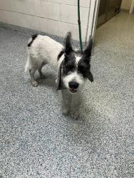Shelter Stray Male Dog last seen Near BLK E. 11TH ST. LONG BEACH CA 90813, 7700 E Spring St, Long Beach, CA 90815, USA