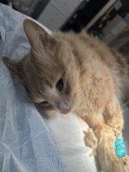 Shelter Stray Unknown Cat last seen Near BLK E SALT LAKE ST, 7700 E Spring St, Long Beach, CA 90815, USA