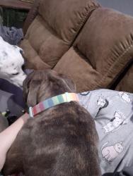 Lost Female Dog last seen Britton and MacArthur, Oklahoma City, OK 73132