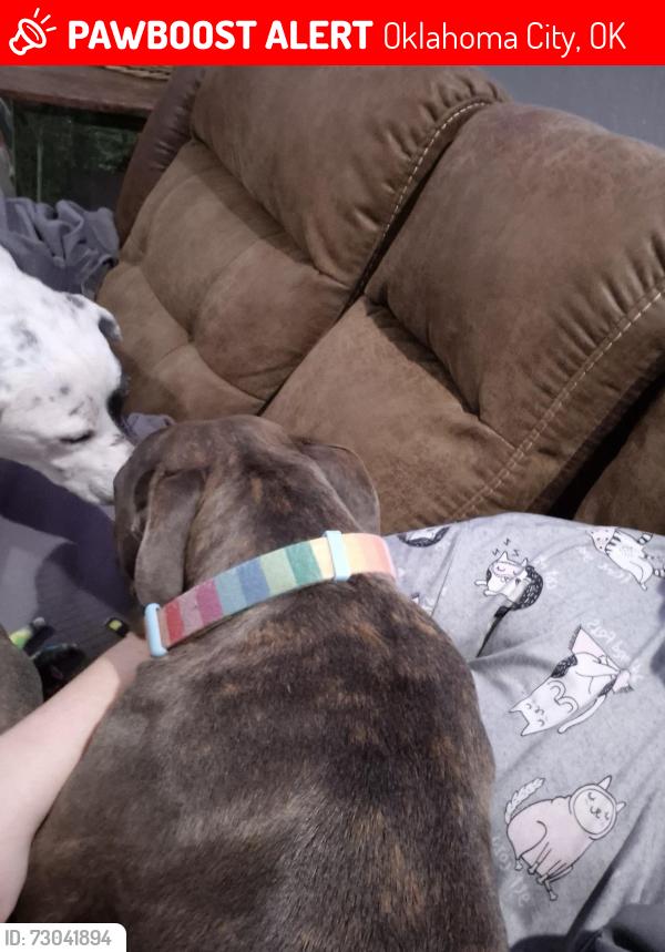 Lost Female Dog last seen Britton and MacArthur, Oklahoma City, OK 73132