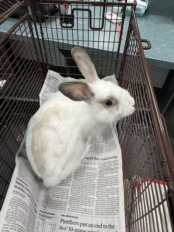 Shelter Stray Male Other last seen , West Valley Animal Shelter, 20655 Plummer St, Chatsworth, CA 91311, USA