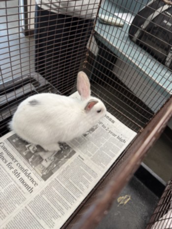 Shelter Stray Female Other last seen , West Valley Animal Shelter, 20655 Plummer St, Chatsworth, CA 91311, USA