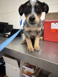 Shelter Stray Female Dog last seen GRAND AVE X W COLLEGE AVE, 333 Chandler Pl, San Bernardino, CA 92408, USA