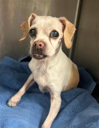 Shelter Stray Female Dog last seen , 14409 Vanowen St, Van Nuys, CA 91405, USA