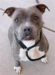 Shelter Stray Female Dog last seen Near BLK PALM ST, BAKERSFIELD CA, 201 S Mt Vernon Ave, Bakersfield, CA 93307, USA