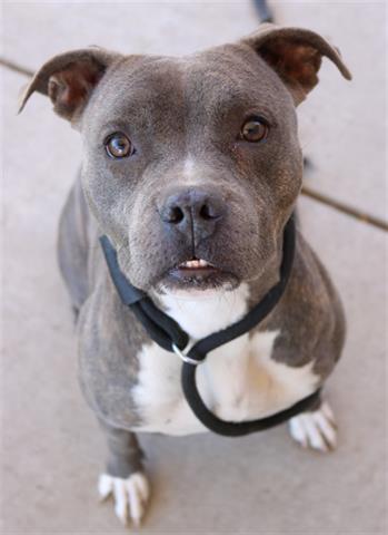 Shelter Stray Female Dog last seen Near BLK PALM ST, BAKERSFIELD CA, 201 S Mt Vernon Ave, Bakersfield, CA 93307, USA