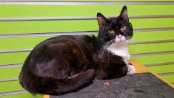 Shelter Stray Male Cat last seen OFALLON, 4850 Mid Rivers Mall Dr, St Peters, MO 63376, USA