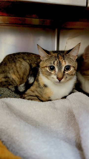 Shelter Stray Female Cat last seen ST PETERS, 4850 Mid Rivers Mall Dr, St Peters, MO 63376, USA