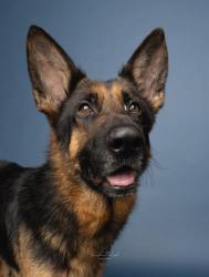 Shelter Stray Male Dog last seen CHARLOTTE, 8315 Byrum Dr, Charlotte, NC 28217, USA