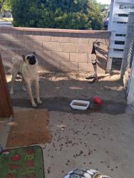 Found/Stray Male Dog last seen Skate park, Lancaster, CA 93534