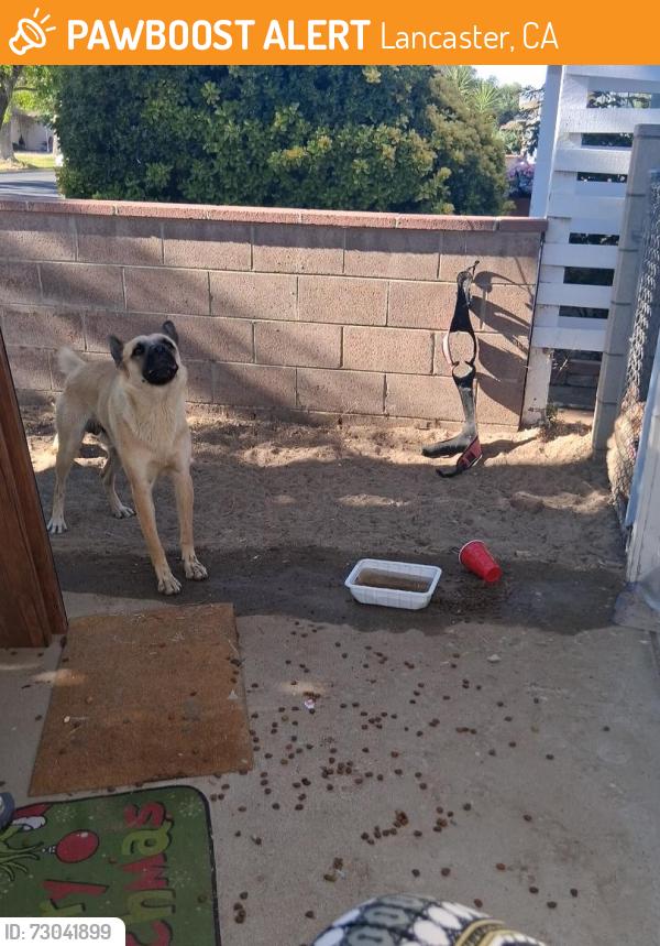 Found/Stray Male Dog last seen Skate park, Lancaster, CA 93534