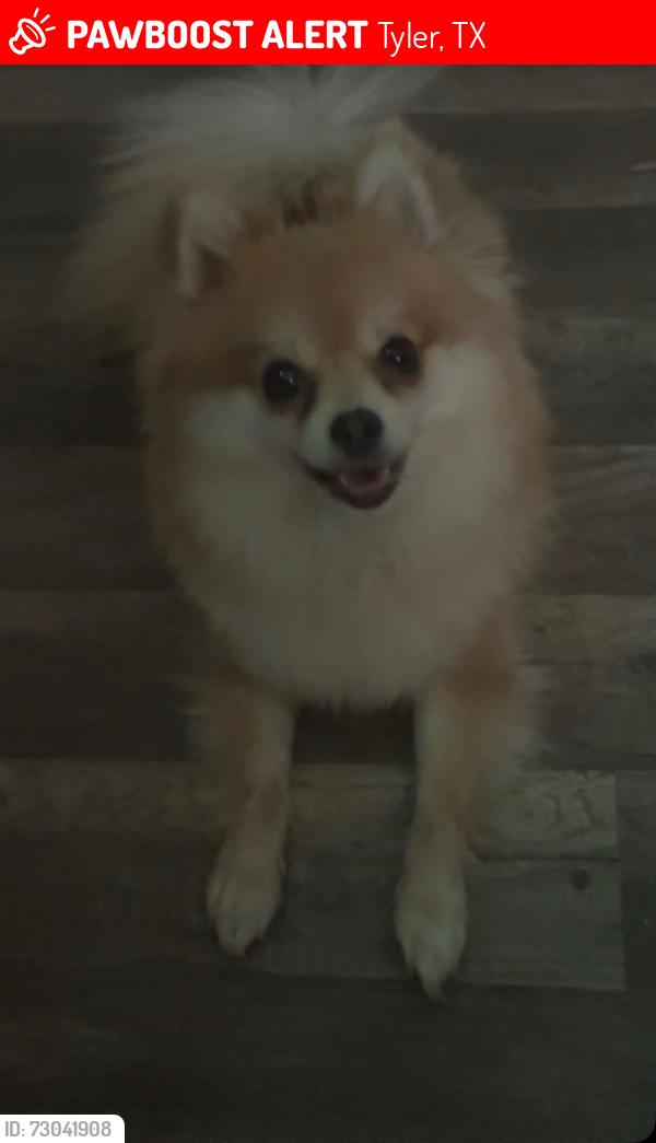 Lost Female Dog last seen near Texas famous chicken at corner of 155 and Glenwood, Tyler, TX 75701