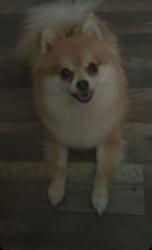 Lost Female Dog last seen near Texas famous chicken at corner of 155 and Glenwood, Tyler, TX 75701