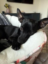 Reunited Female Dog last seen Windmill and buffalo, Las Vegas, NV 89113