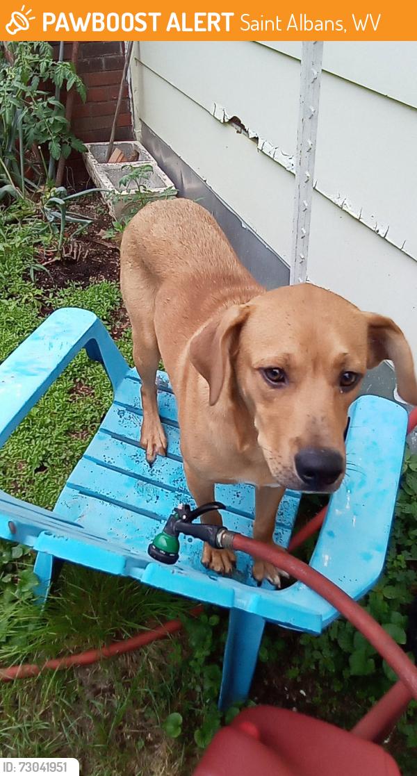 Found/Stray Male Dog last seen huntington wv, Saint Albans, WV 25177