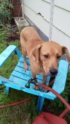 Found/Stray Male Dog last seen huntington wv, Saint Albans, WV 25177