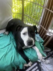 Reunited Female Dog last seen Leacrest and Riddle Rds, Hamilton County, OH 45215