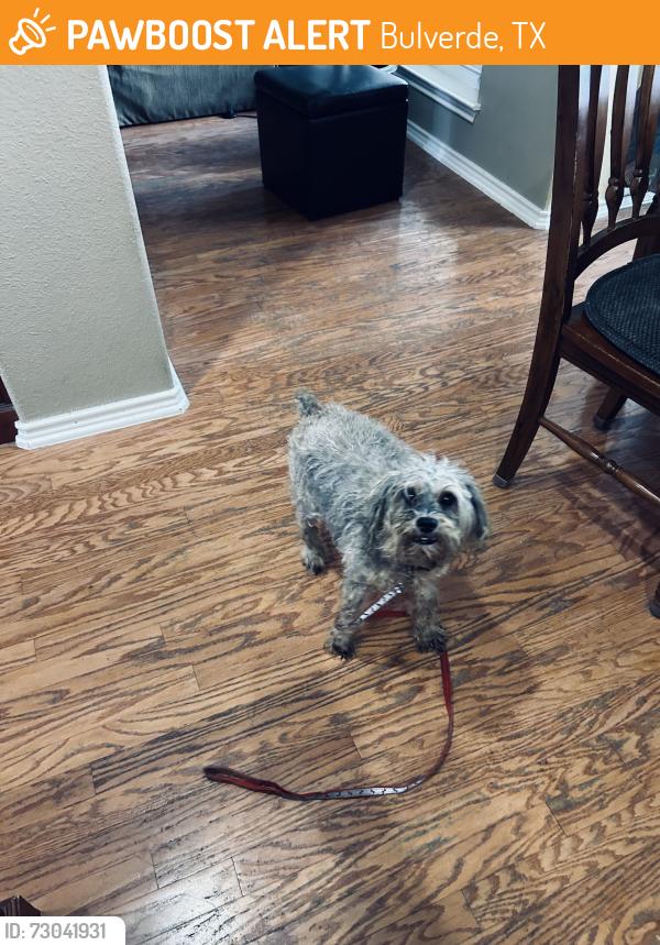 Found/Stray Female Dog last seen Smithon Valley & Marietta Quarry, Bulverde, TX 78163