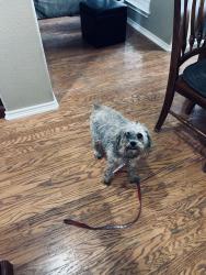 Found/Stray Female Dog last seen Smithon Valley & Marietta Quarry, Bulverde, TX 78163