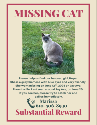Lost Female Cat last seen Last seen on a front porch of hse on Jay Avenue, Phoenixville, PA 19460