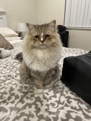 Lost Male Cat last seen Stamford, wiard, YDL on Harris, Fire Station on Harris, Apple Grove Park, utility center, McArthur St, Geddes, Superior Township, MI 48198
