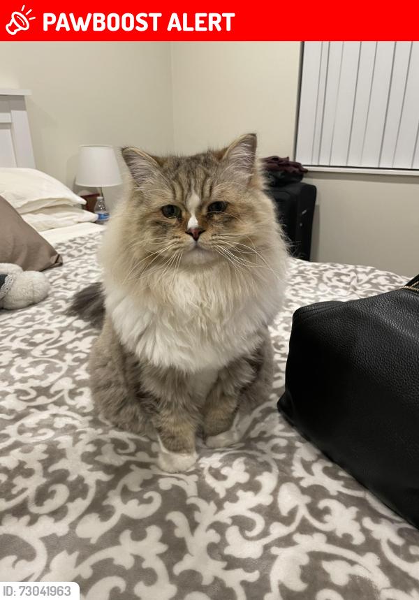 Lost Male Cat last seen Stamford, wiard, YDL on Harris, Fire Station on Harris, Apple Grove Park, utility center, McArthur St, Geddes, Superior Township, MI 48198
