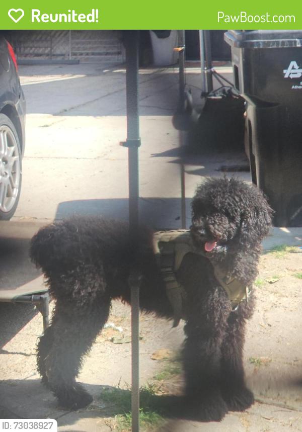 Reunited Female Dog last seen Perry and Gage, Bell Gardens, CA 90201