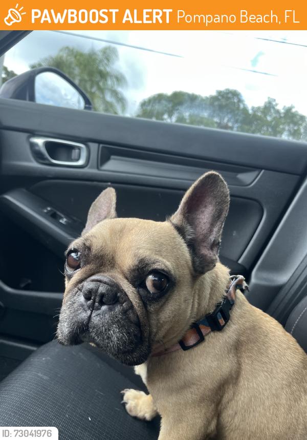 Found/Stray Female Dog last seen Nw 3rd street, Pompano Beach, FL 33069