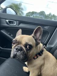 Found/Stray Female Dog last seen Nw 3rd street, Pompano Beach, FL 33069