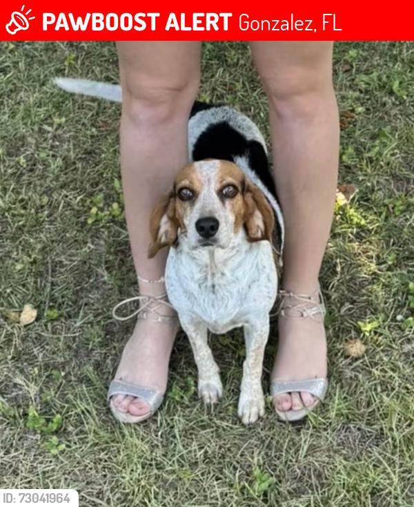 Lost Female Dog last seen WEST ROBERTS & STEFANI , Gonzalez, FL 32533